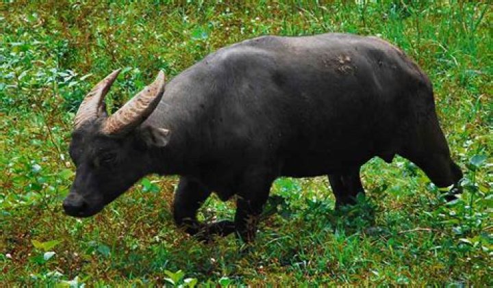 What are the delicacies in Mimaropa?