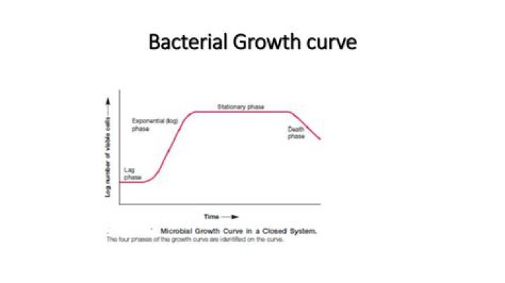 What are the four phases of a bacterial growth curve in a batch culture?