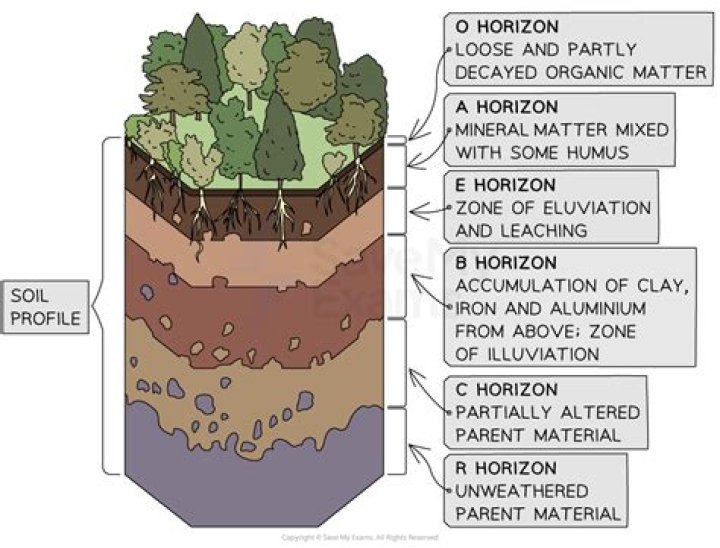 What are the main soil horizons of the soil profile PDF
