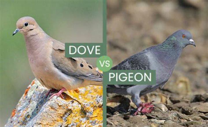 What are the mating habits of doves?