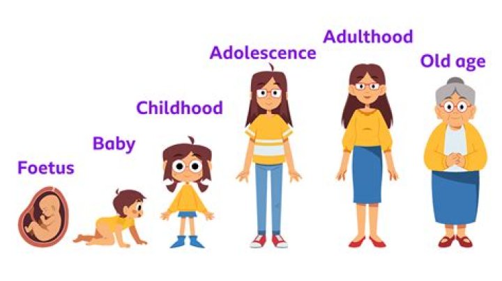 What are the six stages of Human Development?