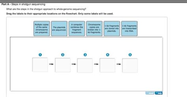 What are the steps in the shotgun approach to whole genome sequencing mastering bio