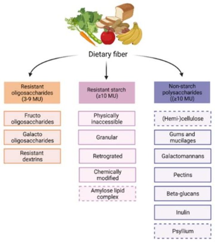 What are the types and functions of dietary fiber?