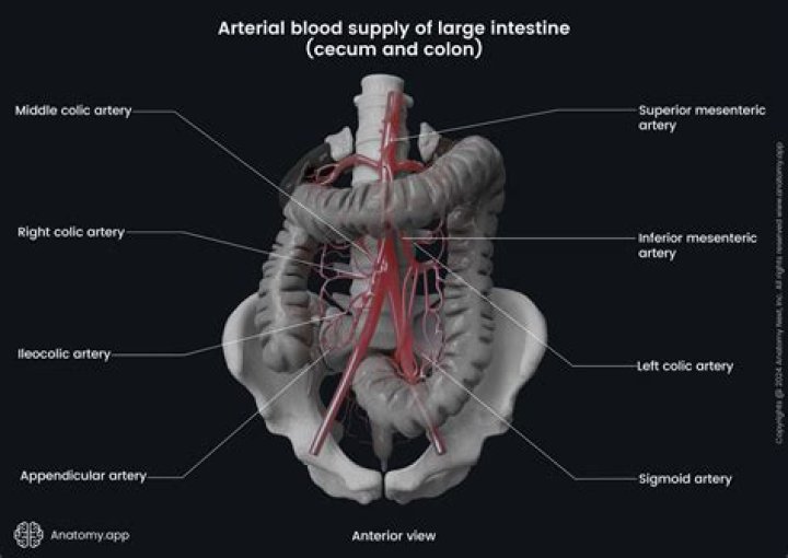 What blood vessel supplies the intestine?