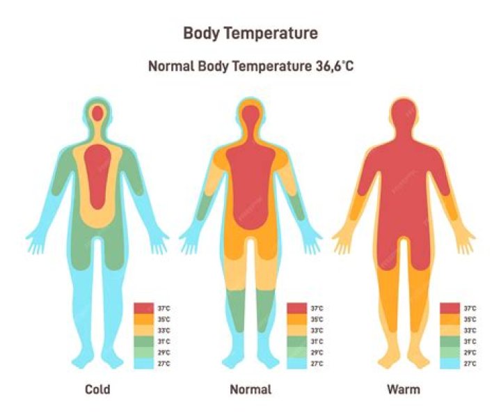 What body systems maintain normal body temperature?