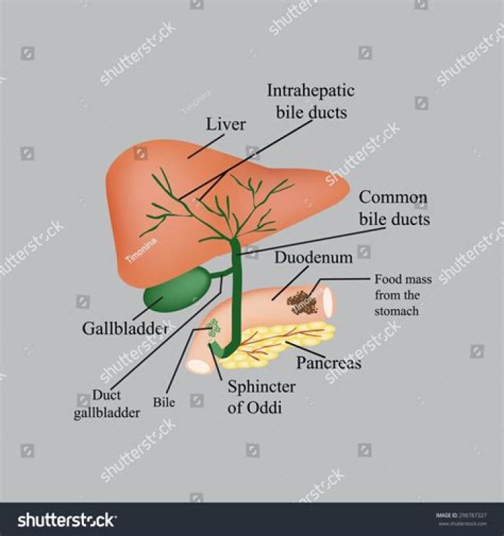 What carries bile from the liver?