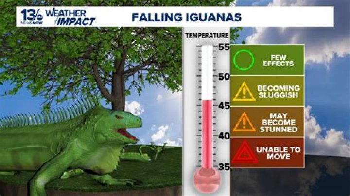 What causes iguanas to die