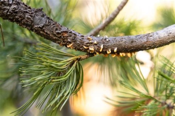 What causes white pine blister rust
