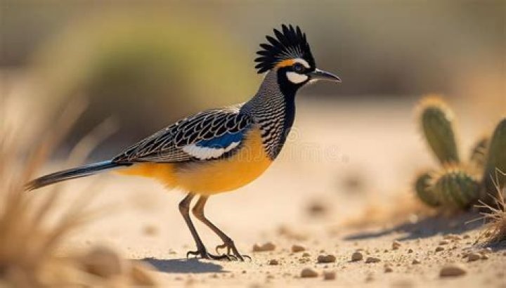 What colors are Roadrunners