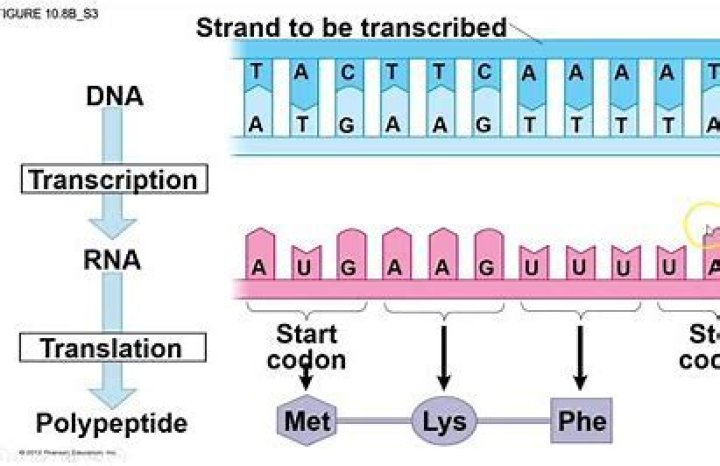 What describes the product of transcription?