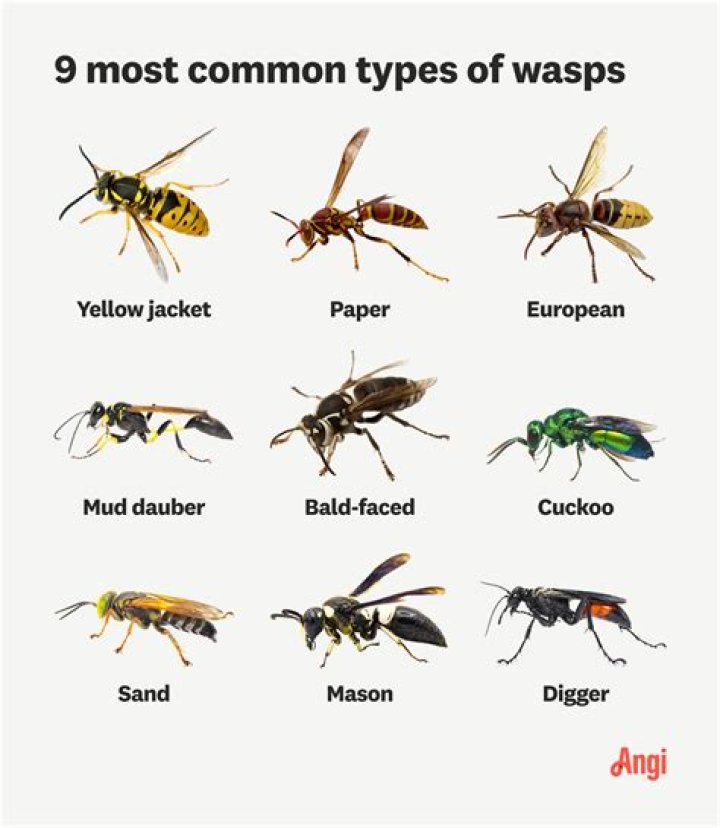 What did the acronym WASPs stand for?