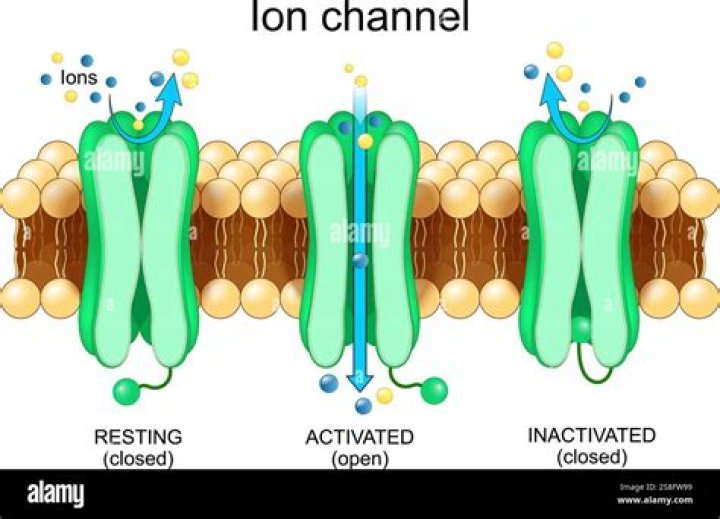 What do acid sensing ion channels do?