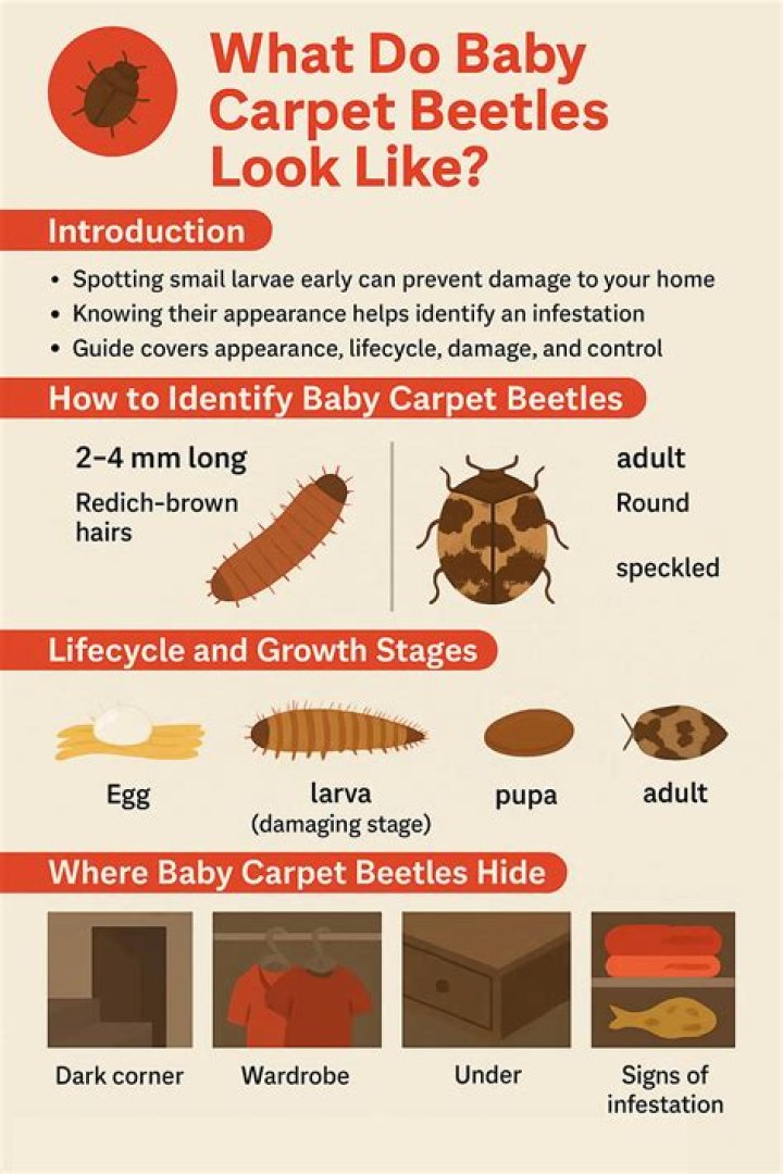 What do baby carpet beetles look like