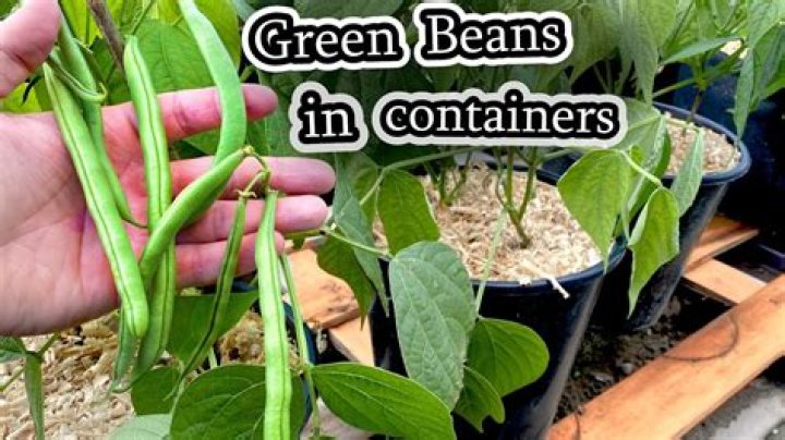 What do beans grow on?