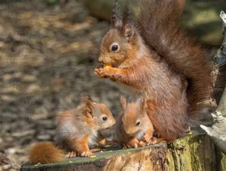 What do you do if you find a baby red squirrel?