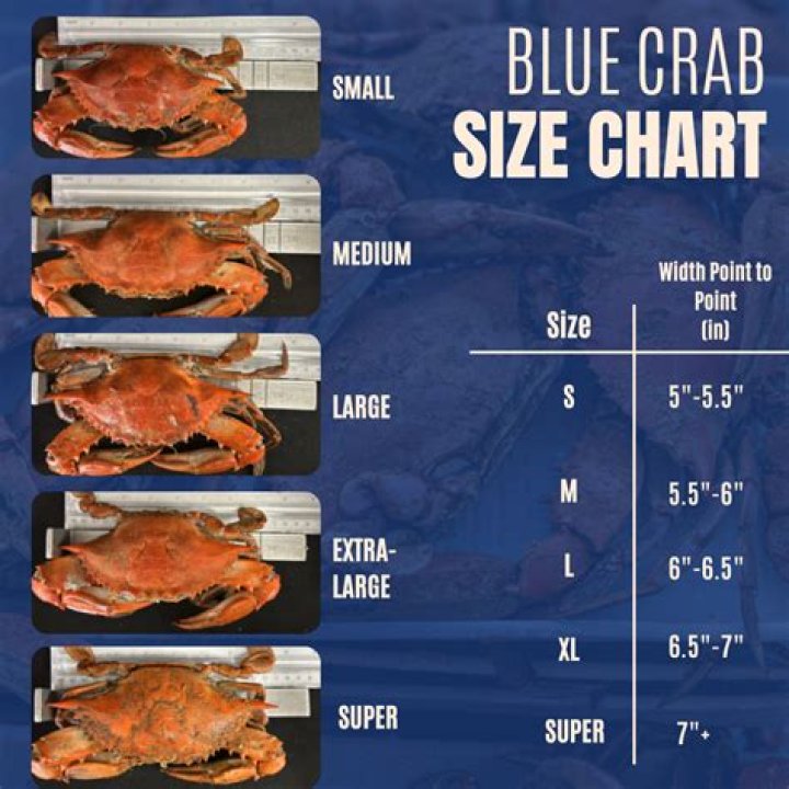 What does a blue king crab eat