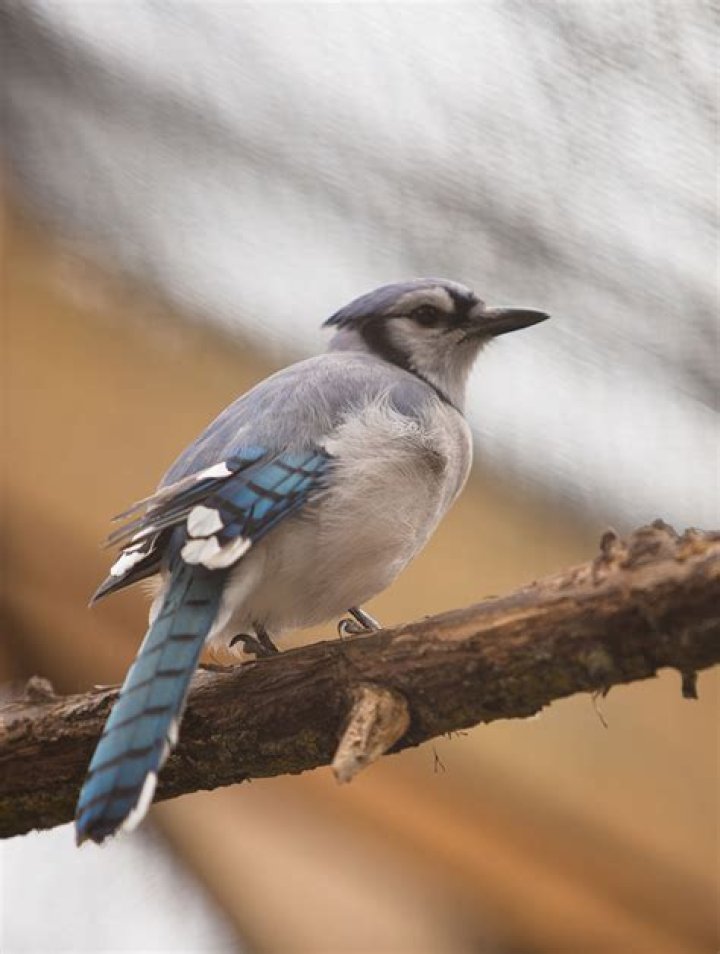 What does a red Jay look like
