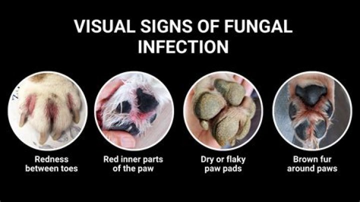 What does a yeast infection on dogs paws look like?