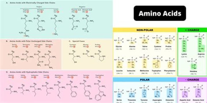 What does amino acid complex do?