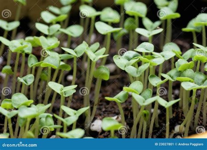 What does basil seedlings look like