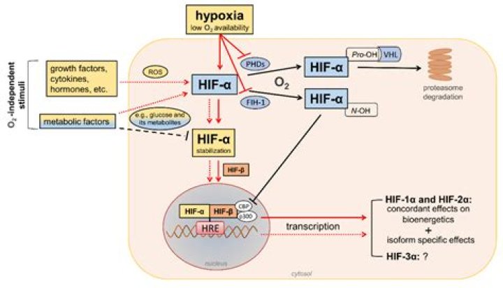 What does hypoxic cell mean?