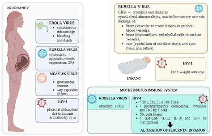 What does non immune to rubella mean?