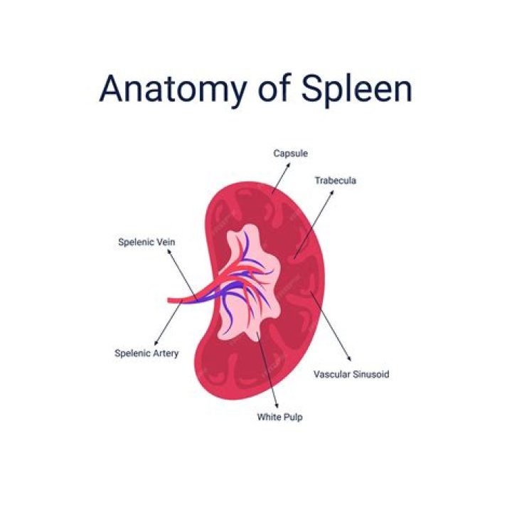 What does spleen mean in Baudelaire?