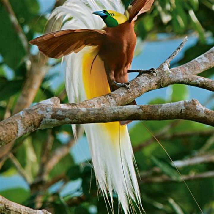 What does the bird of paradise mean spiritually?