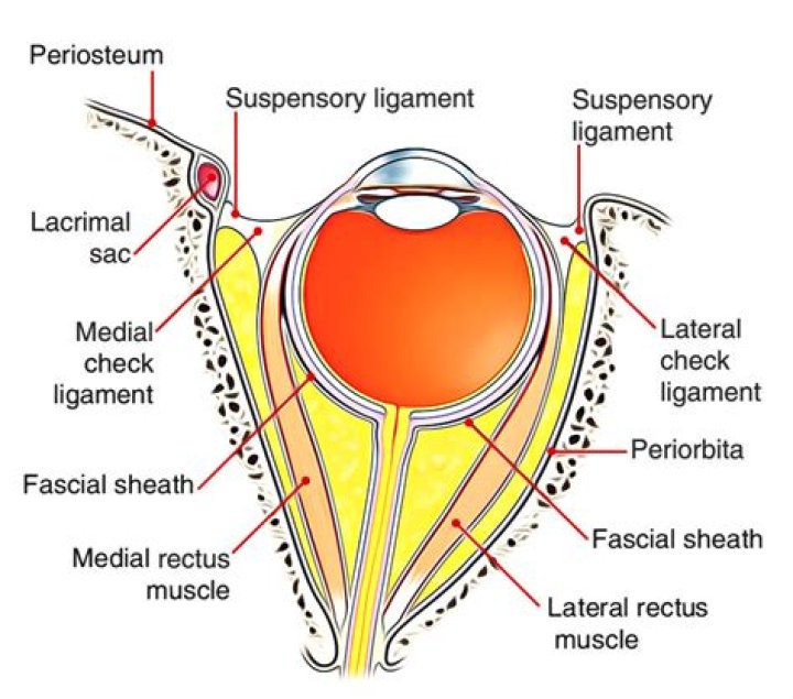 What does the suspensory ligament do
