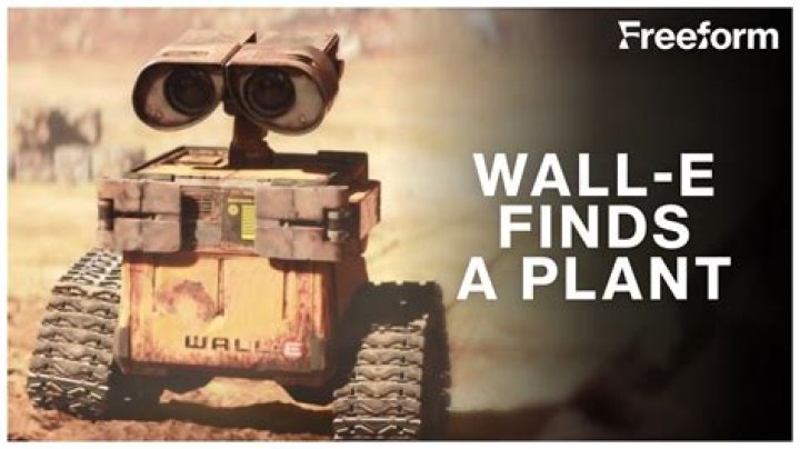 What does Wall E do with the plant when he finds it
