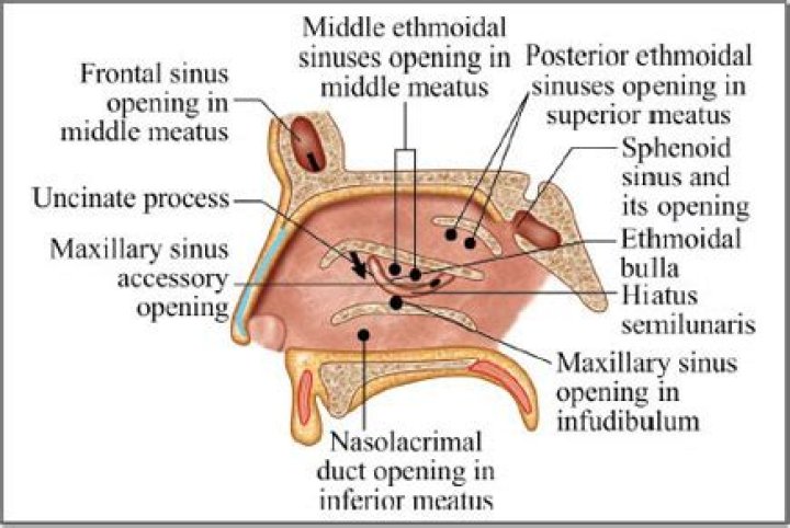 What drains into the Semilunar hiatus