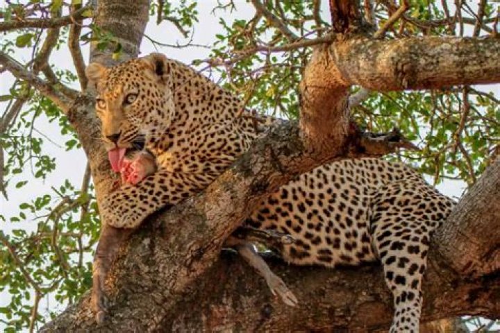 What eats leopards in Africa?