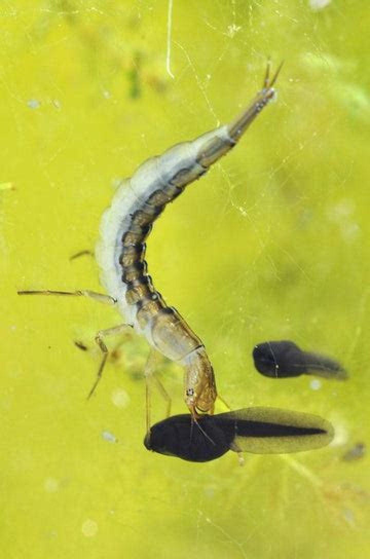 What eats tadpoles in a pond?