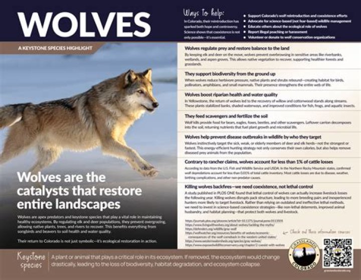 What evidence is there that wolves are a keystone species