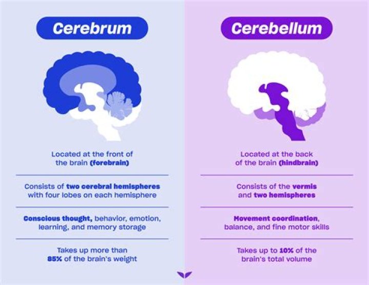 What hemisphere is the cerebrum in