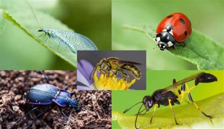 What insects are attracted to damp