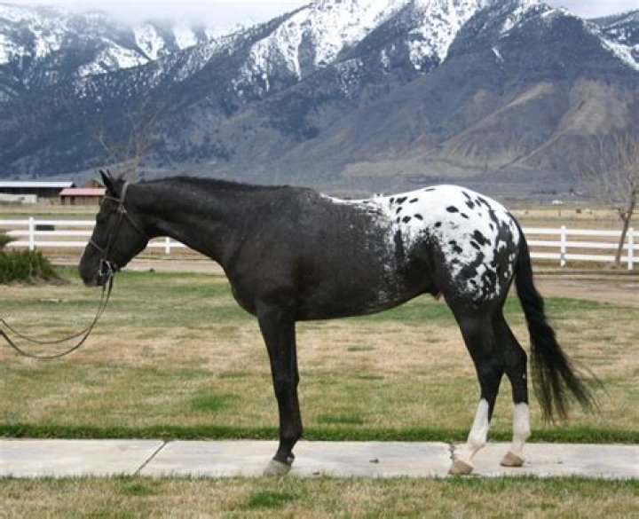 What is a blanket Appaloosa?