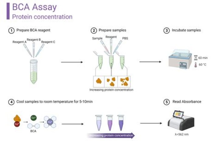 What is a cleavage assay?