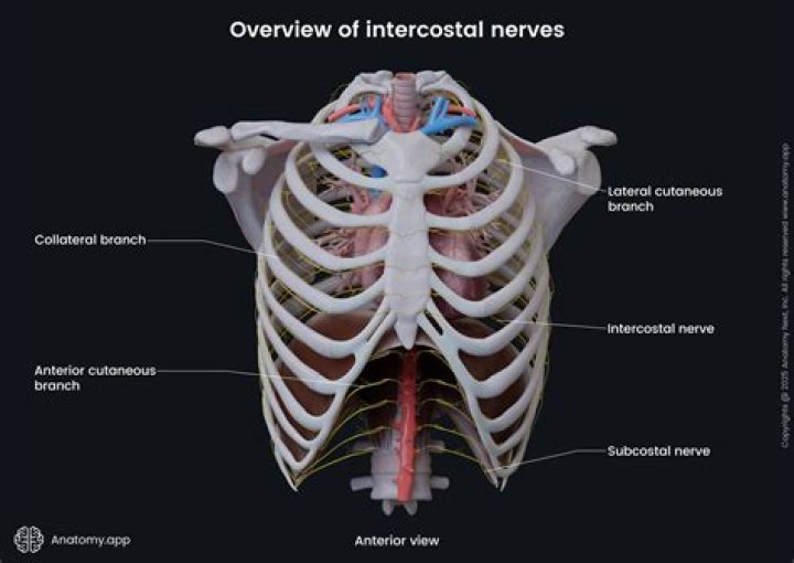What is an intermediate nerve?
