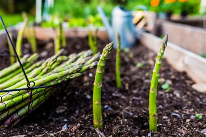 What is asparagus root good for