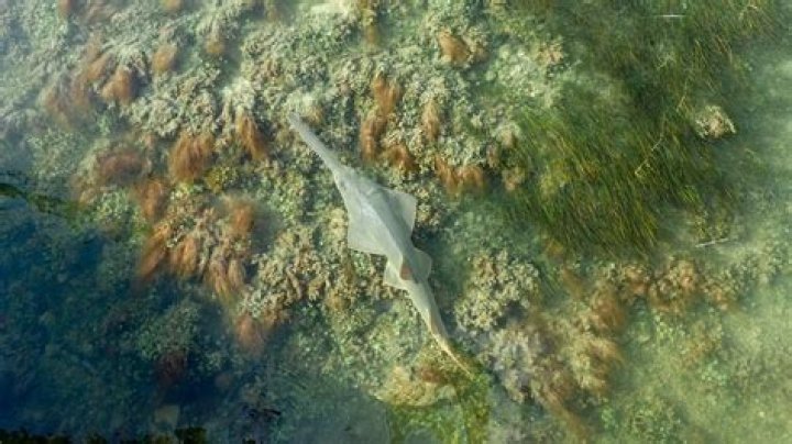 What is being done to save the smalltooth sawfish?