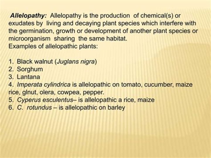 What is crop allelopathy?