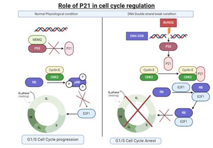 What is cyclin D1 expression?