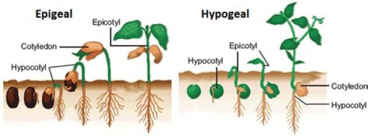 What is epigeal and hypogeal?