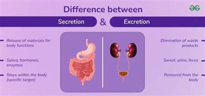 What is excretion in pharmacology