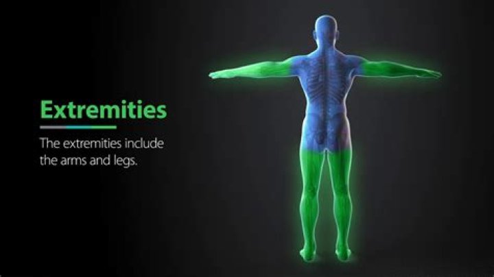 What is extremities of the body?