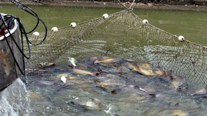What is harvesting of fish?