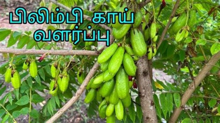 What is Irumban Puli in English?