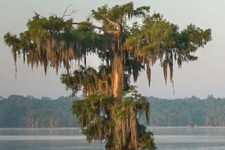 What is Louisiana State tree?