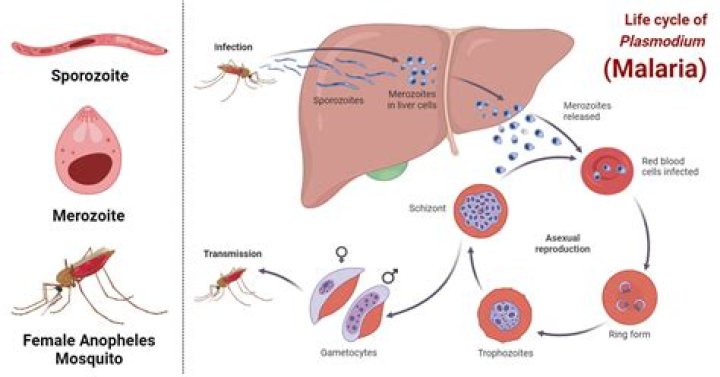 What is malaria vivax and falciparum?
